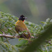 Ruby-throated Bulbul - Photo (c) Mark Rosenstein, some rights reserved (CC BY-NC), uploaded by Mark Rosenstein