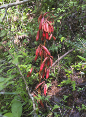 Cyrtosia septentrionalis