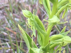Habenaria subauriculata