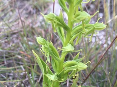 Habenaria subauriculata