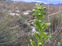 Habenaria subauriculata