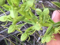 Habenaria subauriculata