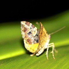 Chrysolarentia phaedra