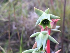 Echeveria heterosepala