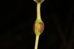 Neolasioptera vitinea