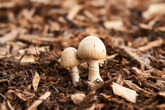 Agrocybe rivulosa