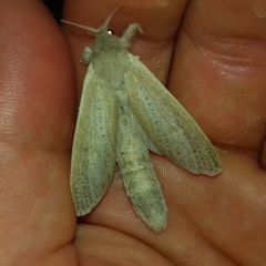 Phragmataecia castaneae