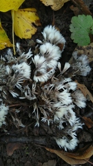 Thelephora penicillata