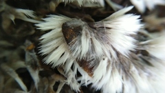 Thelephora penicillata