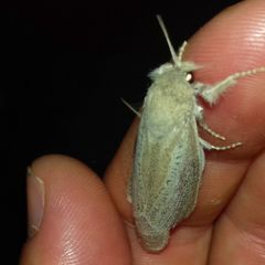 Phragmataecia castaneae