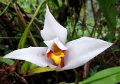 Maxillaria grandiflora