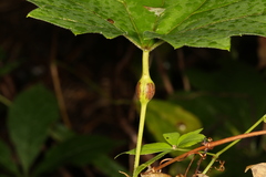 Neolasioptera vitinea