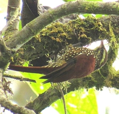 Margarornis squamiger