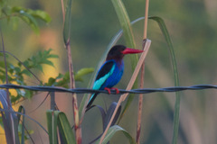 Halcyon cyanoventris