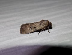 Elaphria fuscimacula