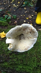 Lactifluus bertillonii