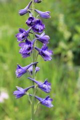 Delphinium fissum