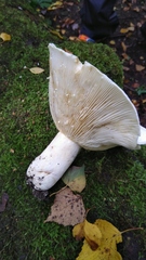 Lactifluus bertillonii