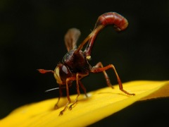 Physocephala texana