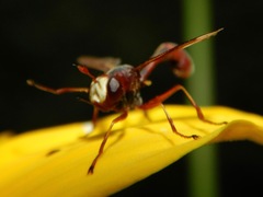 Physocephala texana