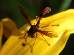 Physocephala texana