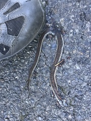 Thamnophis ordinoides