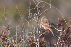 Emberiza caesia