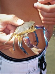 Callinectes arcuatus