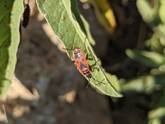 Pyrrhocoris apterus