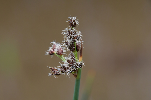 Schoenoplectus lacustris iNat (3)