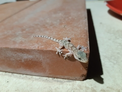 Tarentola mauritanica