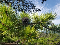 Pinus pungens