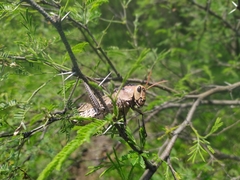 Taeniopoda citricornis