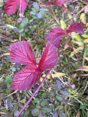 Rubus saxatilis