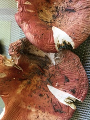 Russula subtenuiceps