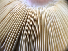 Russula subtenuiceps