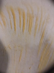 Russula subtenuiceps