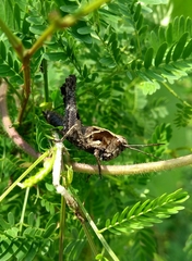 Melanotettix dibelonius