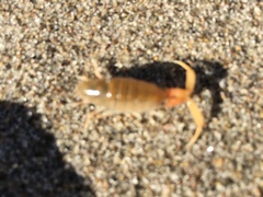 Megalorchestia corniculata