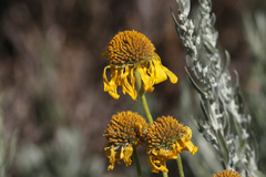 Helenium bigelovii