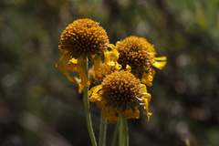 Helenium bigelovii