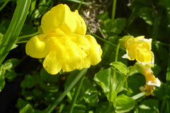 Erythranthe tilingii