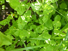 Erythranthe tilingii