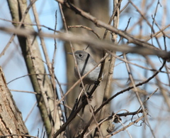 Polioptila californica