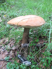 Leccinum