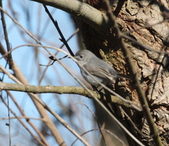 Polioptila californica