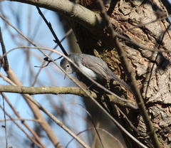 Polioptila californica