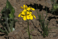 Erysimum perenne