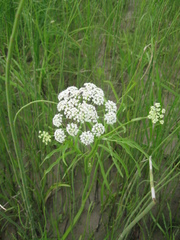 Sium latifolium