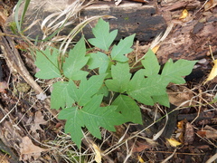 Toxicodendron radicans negundo